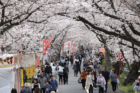 岐阜県内の桜の名所と夜桜も楽しめるお花見スポット詳細アクセスまとめ ハピロミ